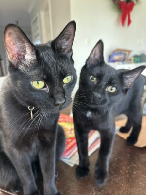 Cats stand on a table.