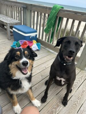 Dogs sit on a deck outside.